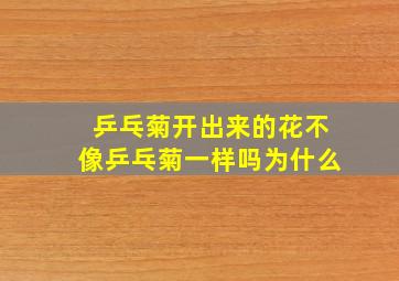 乒乓菊开出来的花不像乒乓菊一样吗为什么