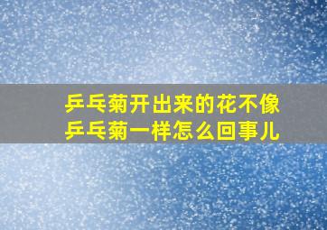 乒乓菊开出来的花不像乒乓菊一样怎么回事儿