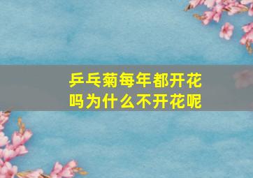 乒乓菊每年都开花吗为什么不开花呢