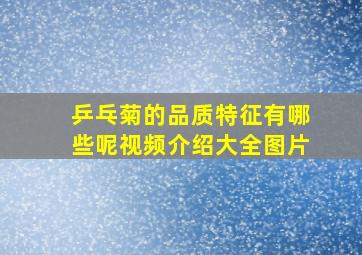 乒乓菊的品质特征有哪些呢视频介绍大全图片