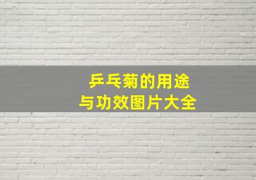 乒乓菊的用途与功效图片大全