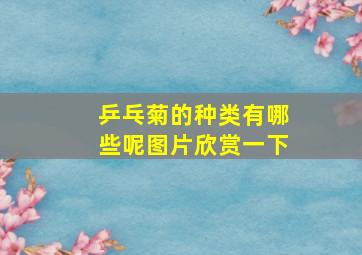 乒乓菊的种类有哪些呢图片欣赏一下