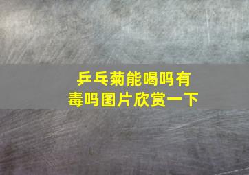 乒乓菊能喝吗有毒吗图片欣赏一下