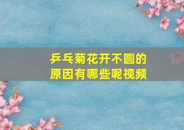 乒乓菊花开不圆的原因有哪些呢视频