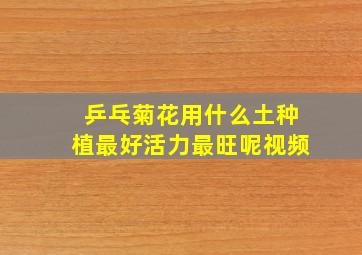 乒乓菊花用什么土种植最好活力最旺呢视频