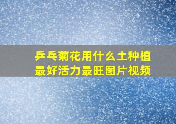 乒乓菊花用什么土种植最好活力最旺图片视频