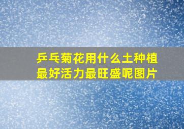 乒乓菊花用什么土种植最好活力最旺盛呢图片