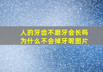 人的牙齿不磨牙会长吗为什么不会掉牙呢图片