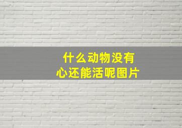 什么动物没有心还能活呢图片