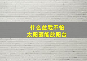 什么盆栽不怕太阳晒能放阳台