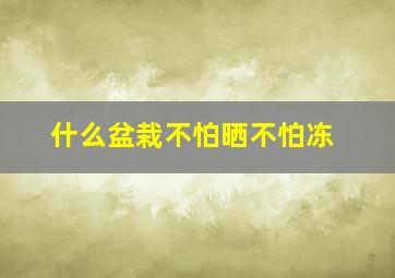 什么盆栽不怕晒不怕冻