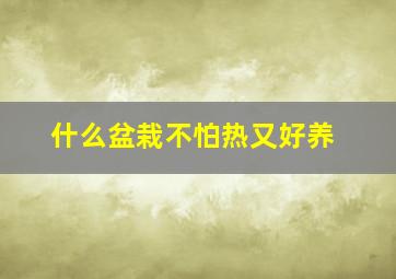 什么盆栽不怕热又好养