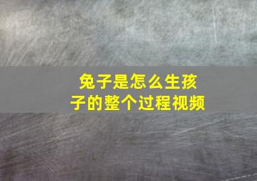 兔子是怎么生孩子的整个过程视频