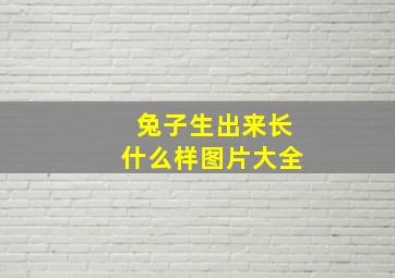 兔子生出来长什么样图片大全