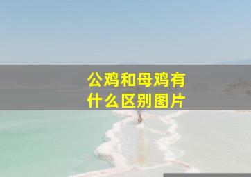 公鸡和母鸡有什么区别图片