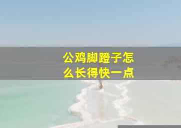 公鸡脚蹬子怎么长得快一点