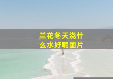 兰花冬天浇什么水好呢图片