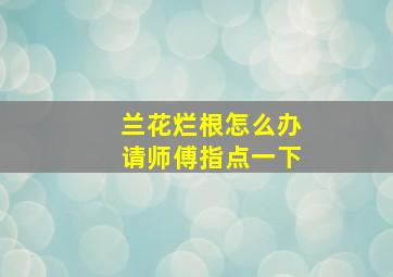 兰花烂根怎么办请师傅指点一下