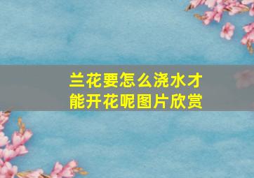 兰花要怎么浇水才能开花呢图片欣赏