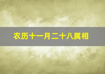 农历十一月二十八属相