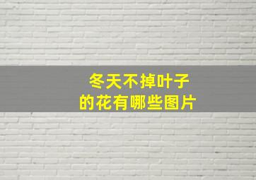 冬天不掉叶子的花有哪些图片