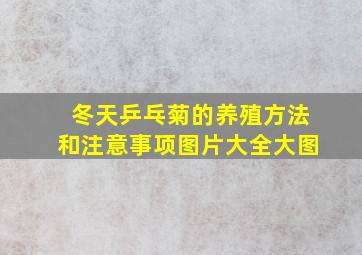 冬天乒乓菊的养殖方法和注意事项图片大全大图