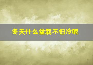 冬天什么盆栽不怕冷呢