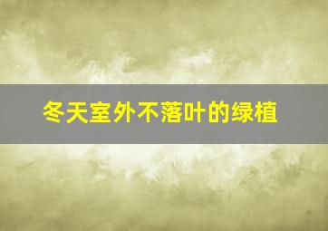 冬天室外不落叶的绿植