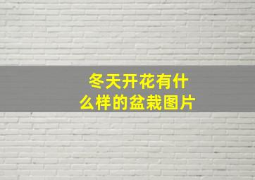 冬天开花有什么样的盆栽图片