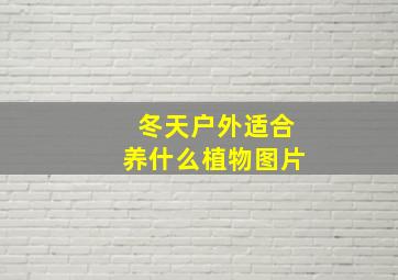 冬天户外适合养什么植物图片