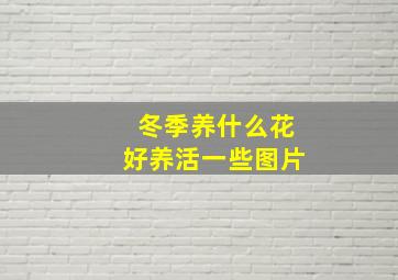 冬季养什么花好养活一些图片