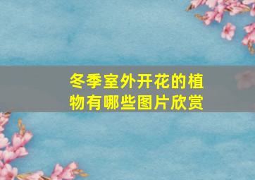 冬季室外开花的植物有哪些图片欣赏