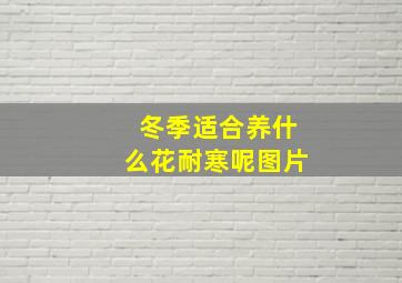 冬季适合养什么花耐寒呢图片