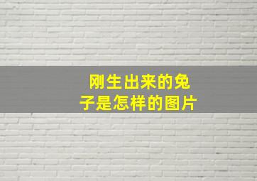 刚生出来的兔子是怎样的图片