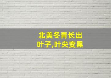 北美冬青长出叶子,叶尖变黑