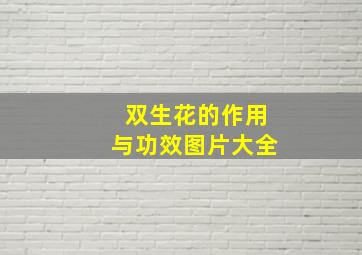 双生花的作用与功效图片大全