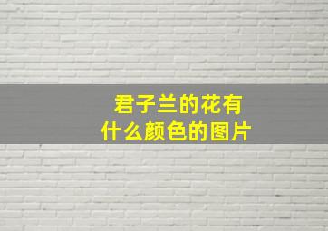 君子兰的花有什么颜色的图片