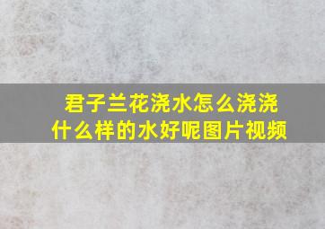 君子兰花浇水怎么浇浇什么样的水好呢图片视频