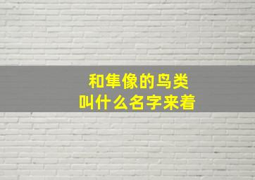 和隼像的鸟类叫什么名字来着