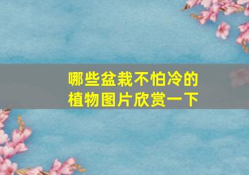 哪些盆栽不怕冷的植物图片欣赏一下