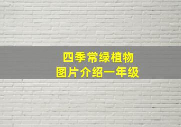 四季常绿植物图片介绍一年级