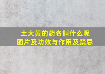 土大黄的药名叫什么呢图片及功效与作用及禁忌