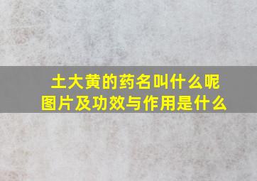 土大黄的药名叫什么呢图片及功效与作用是什么