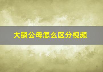 大鹅公母怎么区分视频