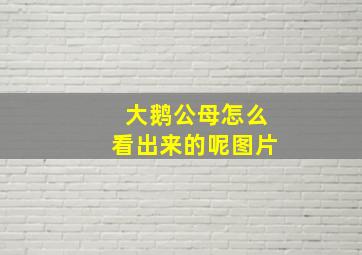 大鹅公母怎么看出来的呢图片