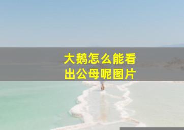 大鹅怎么能看出公母呢图片