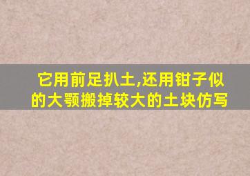 它用前足扒土,还用钳子似的大颚搬掉较大的土块仿写