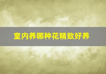 室内养哪种花精致好养