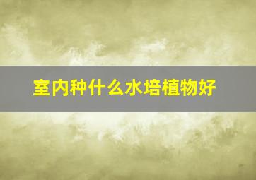 室内种什么水培植物好