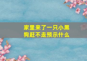 家里来了一只小黑狗赶不走预示什么